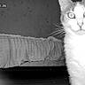 animal, bed, black_and_white, cat, curious, dark, feline, floor, fur, glowing_eyes, indoor, mysterious, night_vision, pet, room, shadow, surprise, two_cats, watching, whiskers