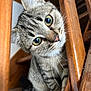 Mimine participe au concours pour gagner de l'argent avec cette photo : cat, kitten, tabby, curious, wooden_railings, close_up, whiskers, indoor, pet, animal, feline, young, playful, brown, striped, ears, eyes, nose, paws, cute