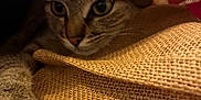 Mimine a rejoint le concours — aidez-le/la à gagner de superbes lots ! cat, tabby, paw, burlap, fabric, texture, closeup, animal, pet, hiding, cozy, fur, whiskers, indoor, curious, brown, beige, soft, claw, nest