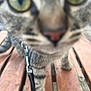 Mimine participe au concours pour gagner de l'argent avec cette photo : cat, close_up, blurry, tabby, leash, wooden_surface, curious, pet, animal, feline, whiskers, outdoor, focus, texture, fur, eyes, nose, paws, stripes, playful