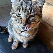 Mimine a rejoint le concours — aidez-le/la à gagner de superbes lots ! cat, tabby, tongue_out, close_up, pet, animal, feline, whiskers, ears, fur, indoor, curious, playful, sitting, wooden_background, black_surface, cute, domestic_cat, face, eyes