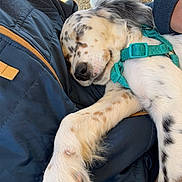 Loki participe au concours pour gagner de l'argent avec cette photo : dog, sleeping, paw, lap, outdoor, people, chair, jacket, harness, relaxed, spotted, fur, sunlight, resting, canine, closeup, nature, leisure, animal, companion