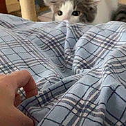 Nala a rejoint le concours — aidez-le/la à gagner de superbes lots ! cat, blanket, hand, indoor, plaid, curious, pet, furniture, floor, cat_tree, feeding_bowl, cozy, ears, eyes, playing, fabric, home, animal, mammal, resting