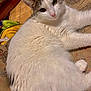 Nala participe au concours pour gagner de l'argent avec cette photo : cat, white_cat, gray_cat, pet, feline, indoor, couch, fabric, home, relaxed, fur, closeup, animal, laying, resting, cute, whiskers, ears, pink_nose, cozy