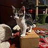 kitten, cat, bat_wings, scratching_block, toy, plush_toy, carpet, colorful_rug, indoor, pet, feline, young_animal, curious, whiskers, ears, tail, playful, cozy, home, night