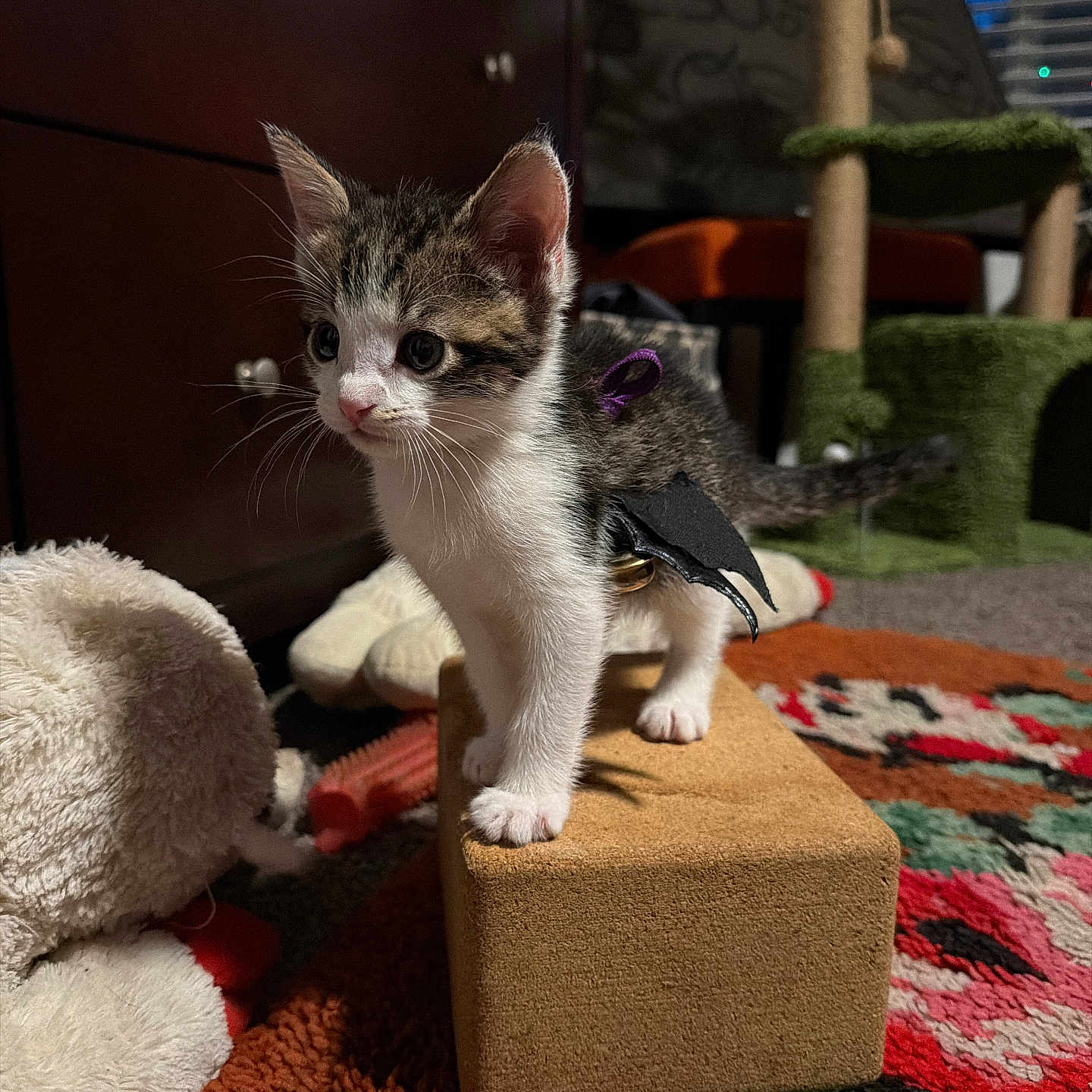 Figaro Boots