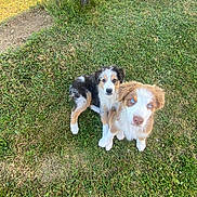 Boule Et Bill participe au concours pour gagner de l'argent avec cette photo : animal, black_and_white, blue_eyes, brown_and_white, canine, dogs, fluffy, garden, grass, lawn, looking_at_camera, nature, outdoors, pets, portrait, puppies, sandal, sitting, sunlight, tree