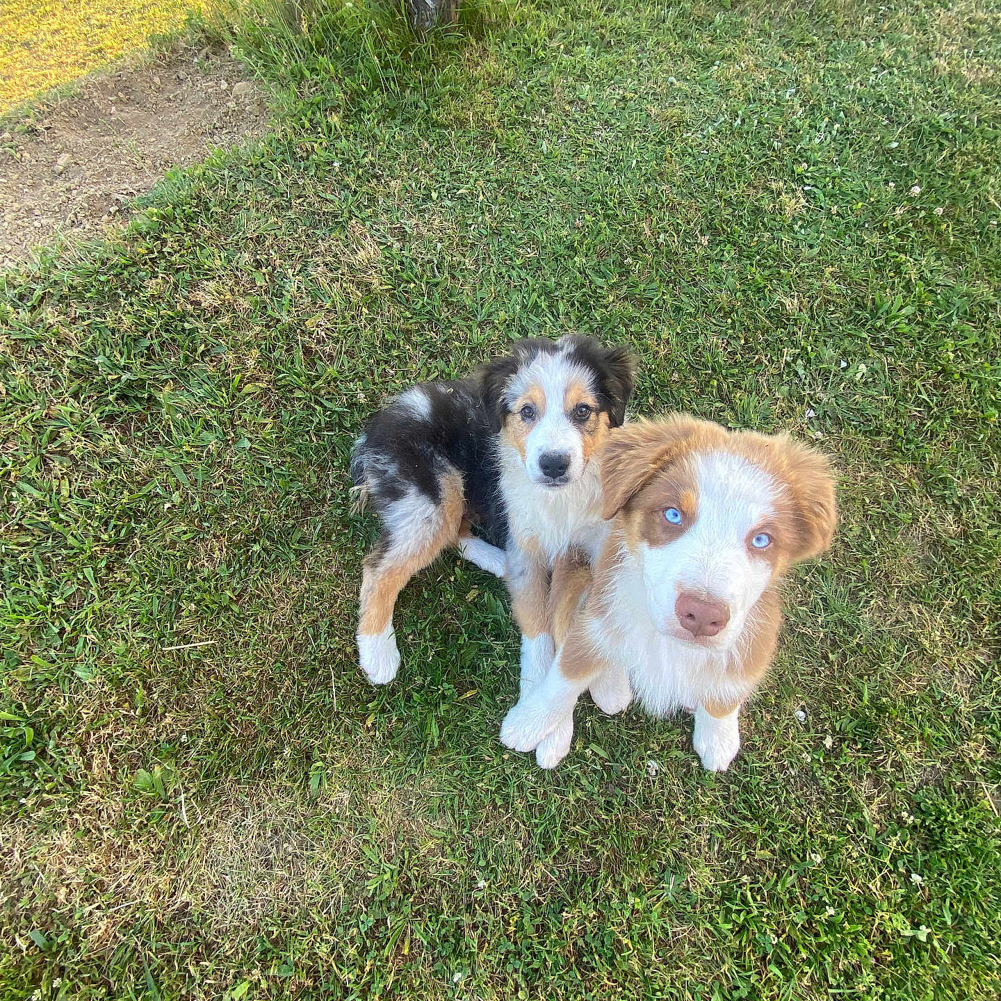 Boule Et Bill participe au concours pour gagner de l'argent avec cette photo : animal, black_and_white, blue_eyes, brown_and_white, canine, dogs, fluffy, garden, grass, lawn, looking_at_camera, nature, outdoors, pets, portrait, puppies, sandal, sitting, sunlight, tree