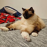 Pupu joined the competition — help win amazing prizes! cat, fluffy, indoor, bed, blanket, pillow, gray_bedspread, relaxed, cozy, feline, resting, cute, pet, animal, domestic, fur, whiskers, paw, mammal, sleepy