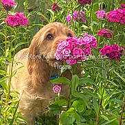 Boston participe au concours pour gagner de l'argent avec cette photo : animal, canine, cute, dog, flowers, foliage, garden, golden_retriever, grass, greenery, nature, outdoor, pet, pink_flowers, plants, playful, puppy, sniffing, summer, sunlight