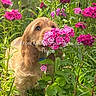 animal, canine, cute, dog, flowers, foliage, garden, golden_retriever, grass, greenery, nature, outdoor, pet, pink_flowers, plants, playful, puppy, sniffing, summer, sunlight