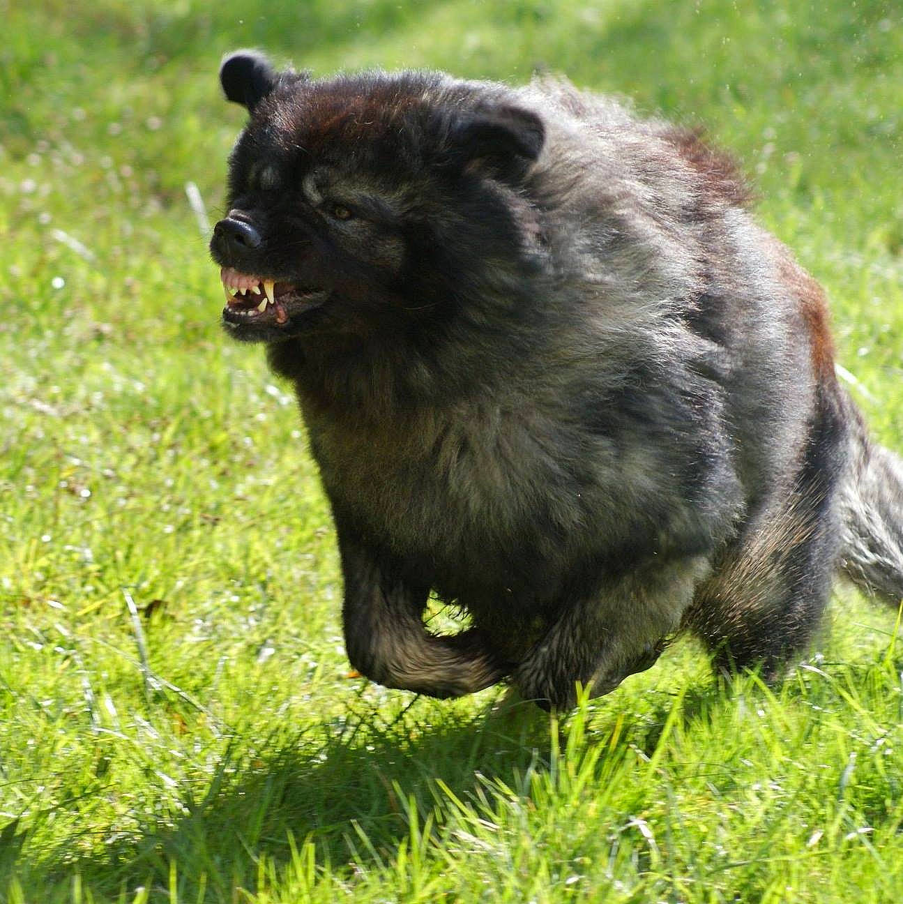 Jaïko participe au concours pour gagner de l'argent avec cette photo : bear, carnivore, fur, grass, mammal, terrestrial_animal, vertebrate, wildlife