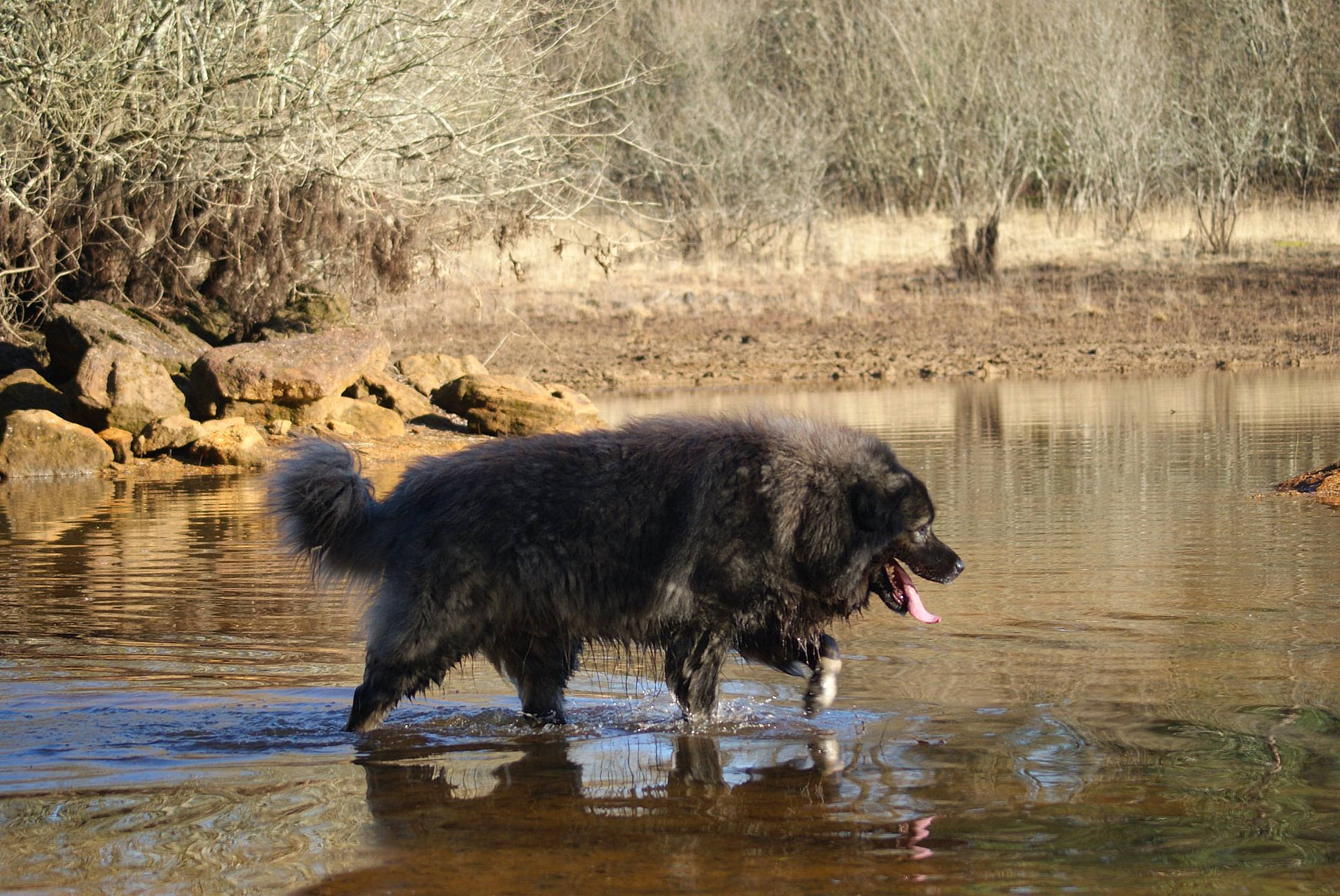 Jaïko participe au concours pour gagner de l'argent avec cette photo : bank, canidae, carnivore, dog, dog_breed, herding_dog, mammal, sporting_group, vertebrate