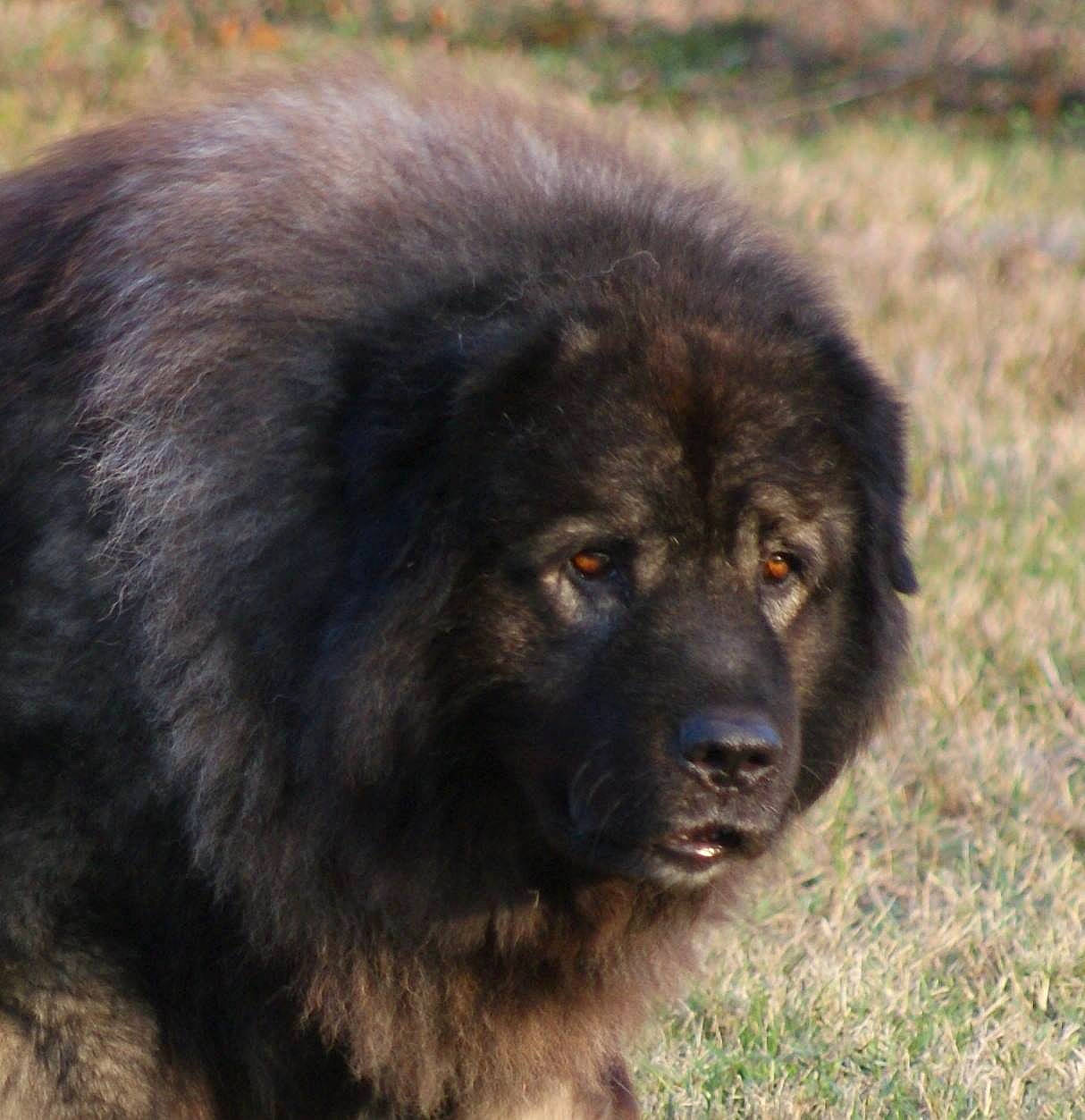 Jaïko participe au concours pour gagner de l'argent avec cette photo : ancient_dog_breeds, canidae, carnivore, caucasian_shepherd_dog, companion_dog, dog, dog_breed, giant_dog_breed, mammal, sarplaninac, snout, sporting_group, vertebrate