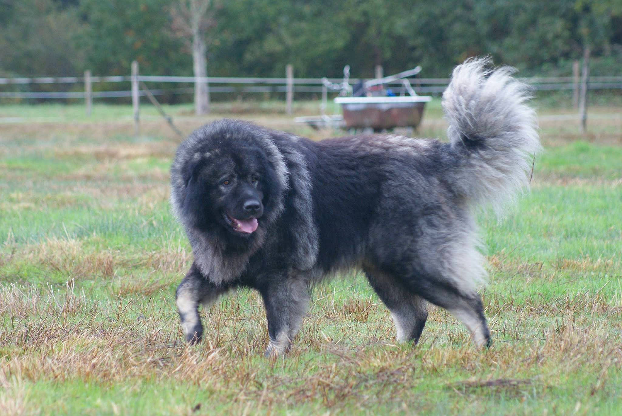 Jaïko a rejoint le concours — aidez-le/la à gagner de superbes lots ! ancient_dog_breeds, canidae, carnivore, carpathian_shepherd_dog, caucasian_shepherd_dog, dog, dog_breed, gaddi_kutta, mammal, newfoundland, rare_breed_dog, sarplaninac, sporting_group, vertebrate