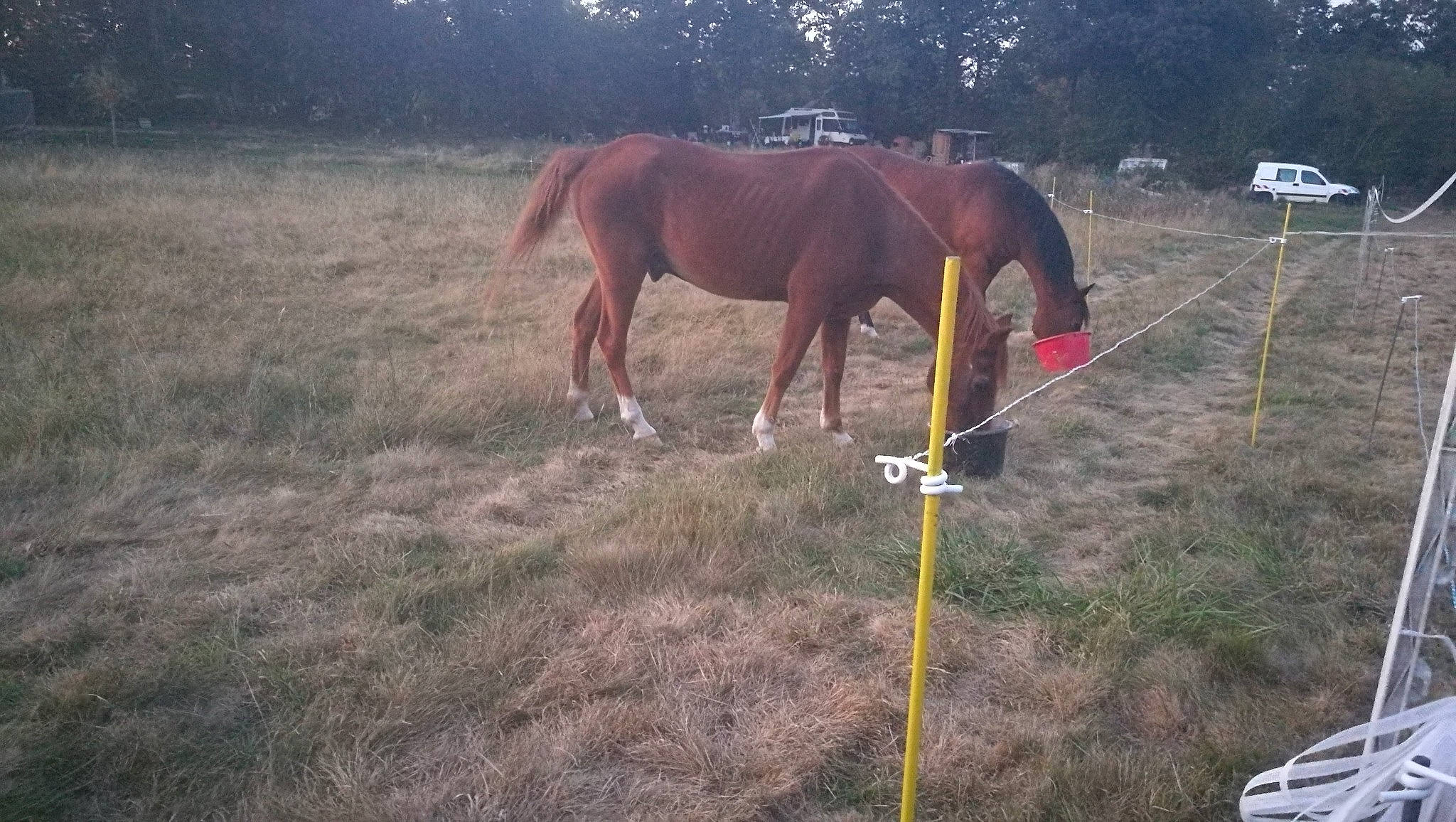 Padou participe au concours pour gagner de l'argent avec cette photo : grass, grazing, horse, horse_supplies, horse_tack, landscape, mane, mare, mustang_horse, pack_animal, pasture, ranch, rein, sorrel, stallion, working_animal