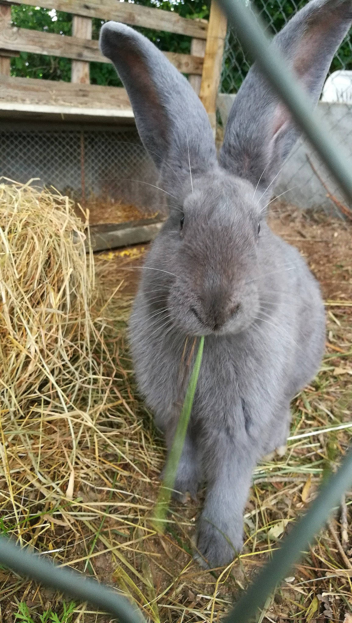 Henri participe au concours pour gagner de l'argent avec cette photo : domestic_rabbit, ear, grass, hare, organism, plant, rabbit, rabbits_and_hares, snout, whiskers, wildlife, wood_rabbit