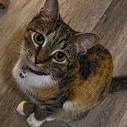 Violet is registered to the contest to win money with this photo: cat, tabby, yellow_eyes, collar, bell, pet, animal, fur, whiskers, floor, wooden_floor, cute, looking_up, indoor, domestic_cat, sitting, feline, closeup, curious, small