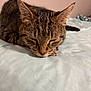 Majin Ixie is registered to the contest to win money with this photo: cat, tabby, sleeping, bed, indoor, pet, feline, whiskers, ears, fur, closeup, resting, domestic_animal, mammal, cute, cozy, peaceful, animal, soft, quiet