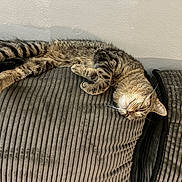 Majin Ixie joined the competition — help win amazing prizes! cat, tabby, sleeping, couch, furniture, indoor, pet, cozy, relaxing, fur, whiskers, paws, striped, domestic_cat, animal, resting, gray, soft, comfort, home