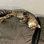 cat, tabby, sleeping, couch, furniture, indoor, pet, cozy, relaxing, fur, whiskers, paws, striped, domestic_cat, animal, resting, gray, soft, comfort, home