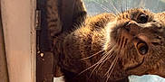 Majin Ixie joined the competition — help win amazing prizes! cat, tabby, door, window, sunlight, whiskers, curious, climbing, pet, indoor, feline, fur, animal, closeup, playful, paw, face, eye, home, curiosity