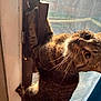 cat, tabby, door, window, sunlight, whiskers, curious, climbing, pet, indoor, feline, fur, animal, closeup, playful, paw, face, eye, home, curiosity