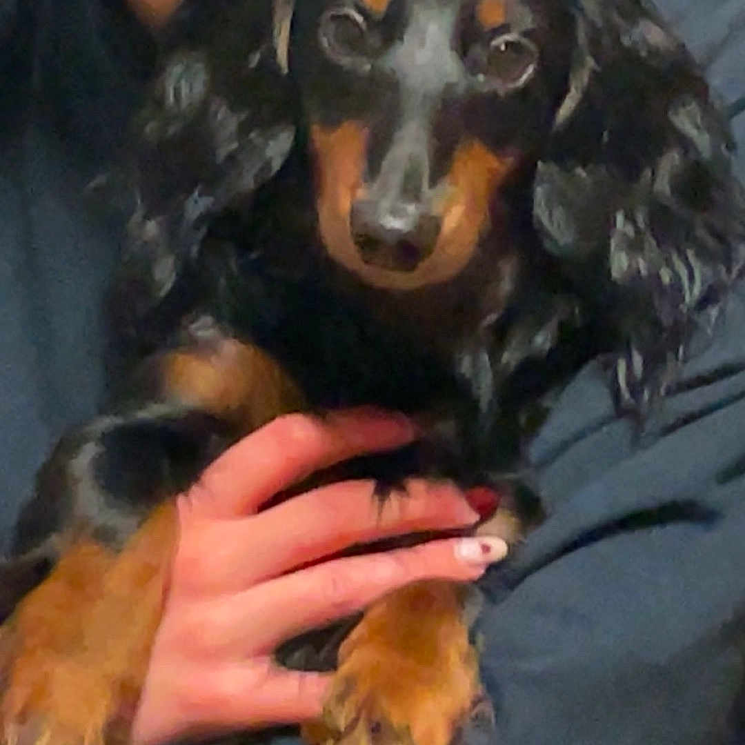 Willow participe au concours pour gagner de l'argent avec cette photo : dog, dachshund, person, hand, smile, long_hair, black_fur, tan_fur, pet, indoor, portrait, close_up, holding, cute, animal, canine, friendship, companion, love, warmth