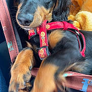 Willow participe au concours pour gagner de l'argent avec cette photo : dog, puppy, dachshund, black_and_tan, harness, car_seat, blanket, pet, animal, cute, expressive_eyes, paw, close_up, indoor, comfort, relaxing, canine, young_dog, looking_at_camera, seatbelt