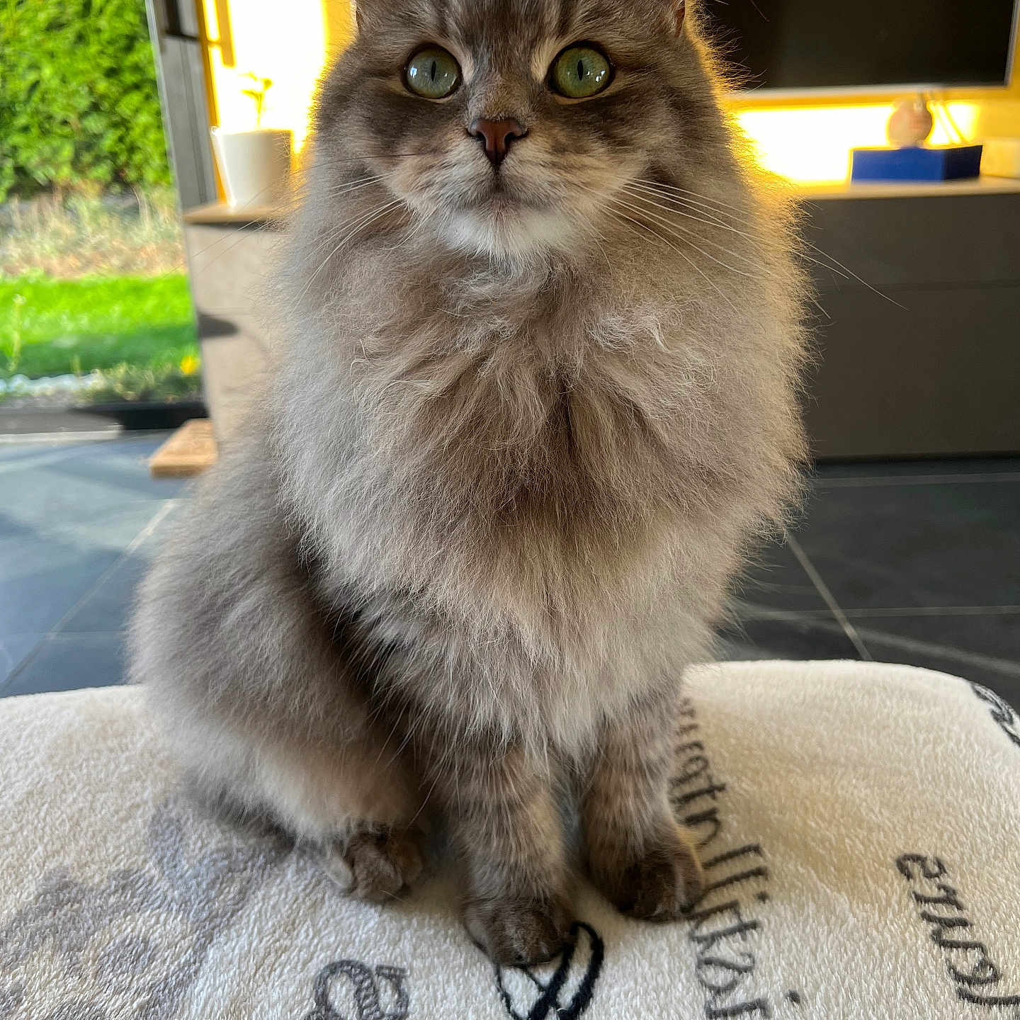 Udaya participe au concours pour gagner de l'argent avec cette photo : blanket, cat, closeup, cozy, curious, cute, domestic_animal, feline, fluffy, fur, gray, green_eyes, home, indoor, pet, portrait, relaxed, sitting, soft, window_light