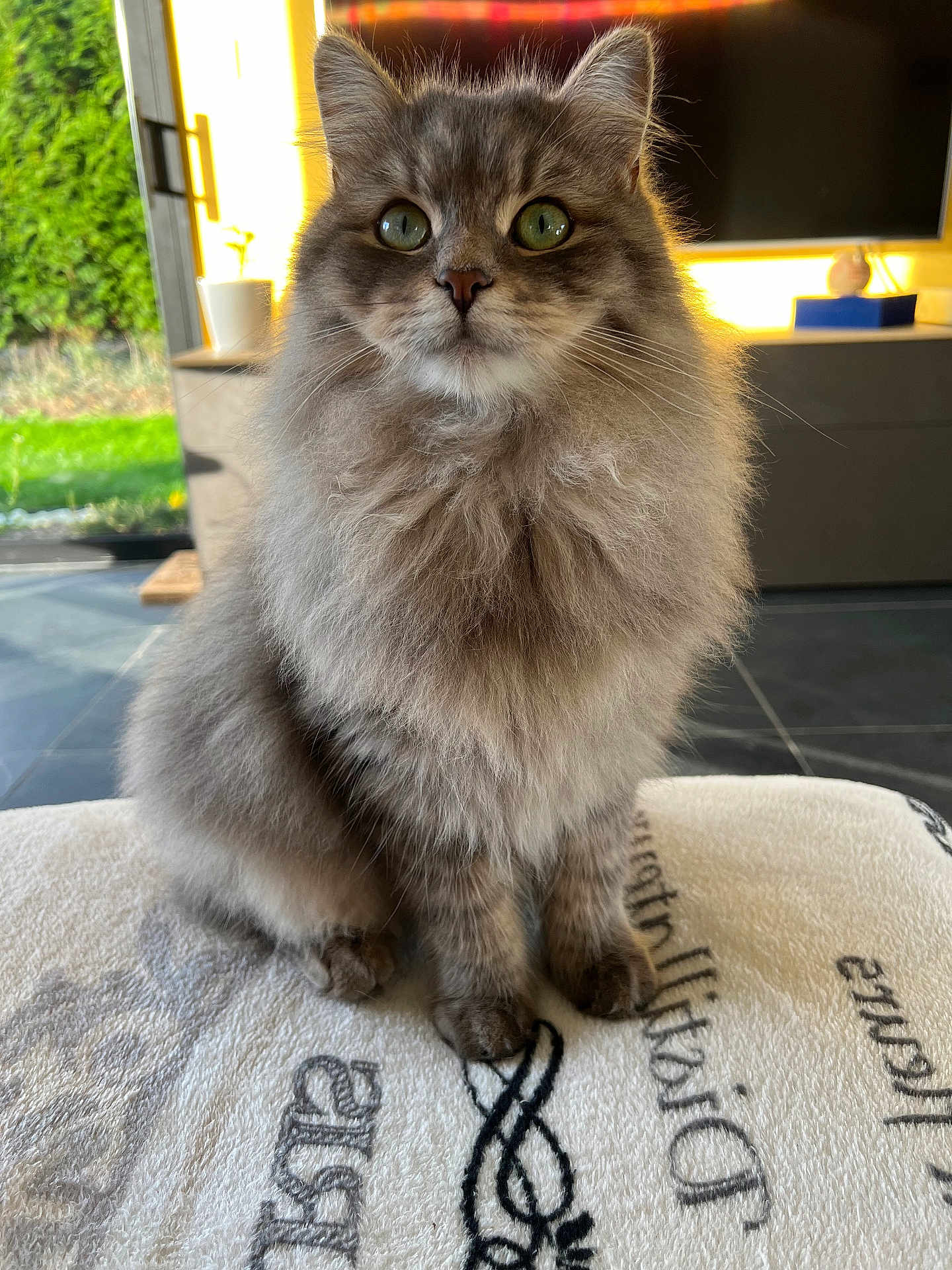 Udaya participe au concours pour gagner de l'argent avec cette photo : cat, fluffy, gray, green_eyes, sitting, blanket, indoor, window_light, curious, feline, pet, soft, cozy, fur, domestic_animal, portrait, closeup, relaxed, home, cute
