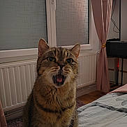 Maya a rejoint le concours — aidez-le/la à gagner de superbes lots ! cat, tabby_cat, pet, indoor, bed, curtain, window, radiator, fur, mouth_open, sitting, floor, bedroom, furniture, domestic_animal, animal, whiskers, ears, eyes, expression