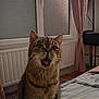 cat, tabby_cat, pet, indoor, bed, curtain, window, radiator, fur, mouth_open, sitting, floor, bedroom, furniture, domestic_animal, animal, whiskers, ears, eyes, expression