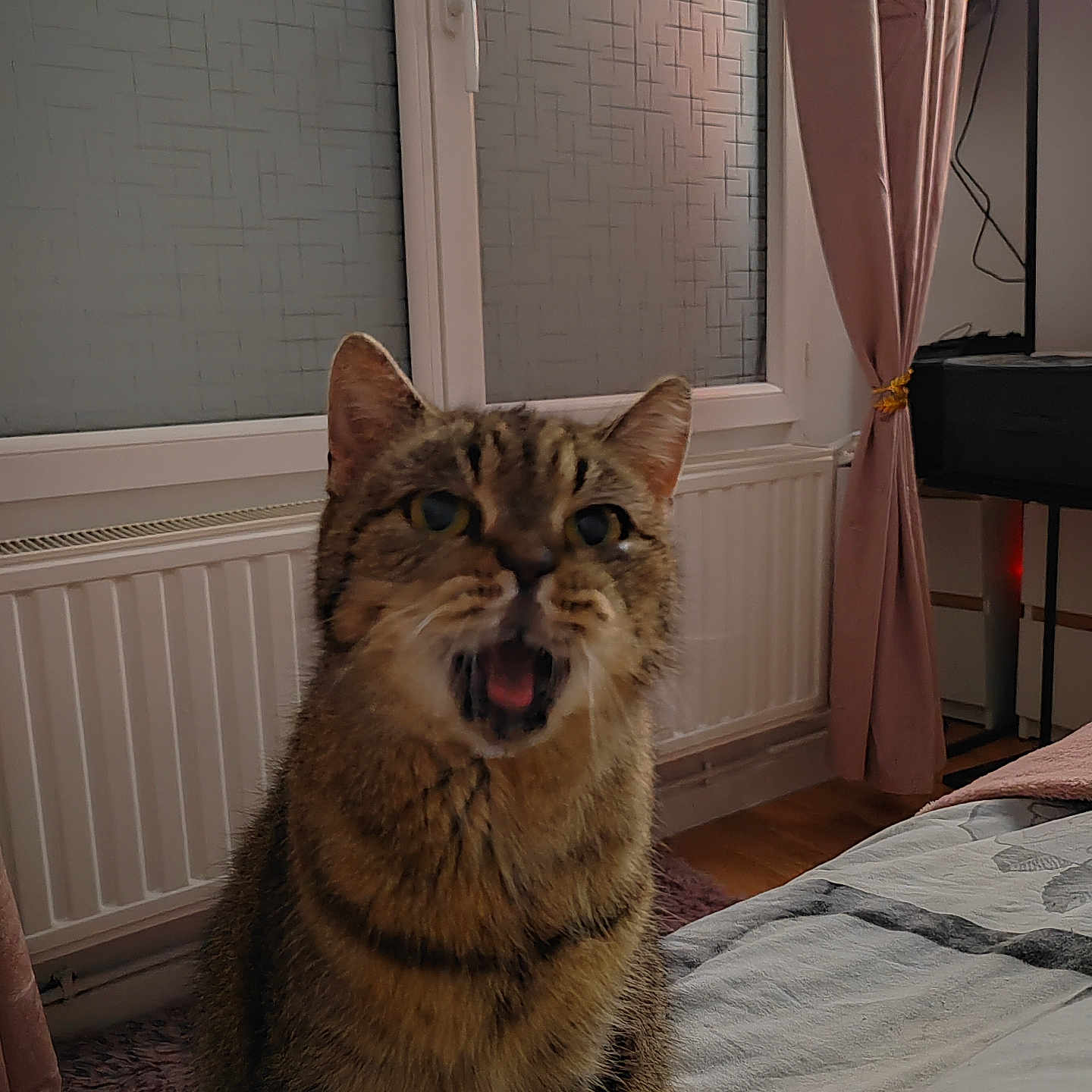 Maya a rejoint le concours — aidez-le/la à gagner de superbes lots ! animal, bed, bedroom, cat, curtain, domestic_animal, ears, expression, eyes, floor, fur, furniture, indoor, mouth_open, pet, radiator, sitting, tabby_cat, whiskers, window