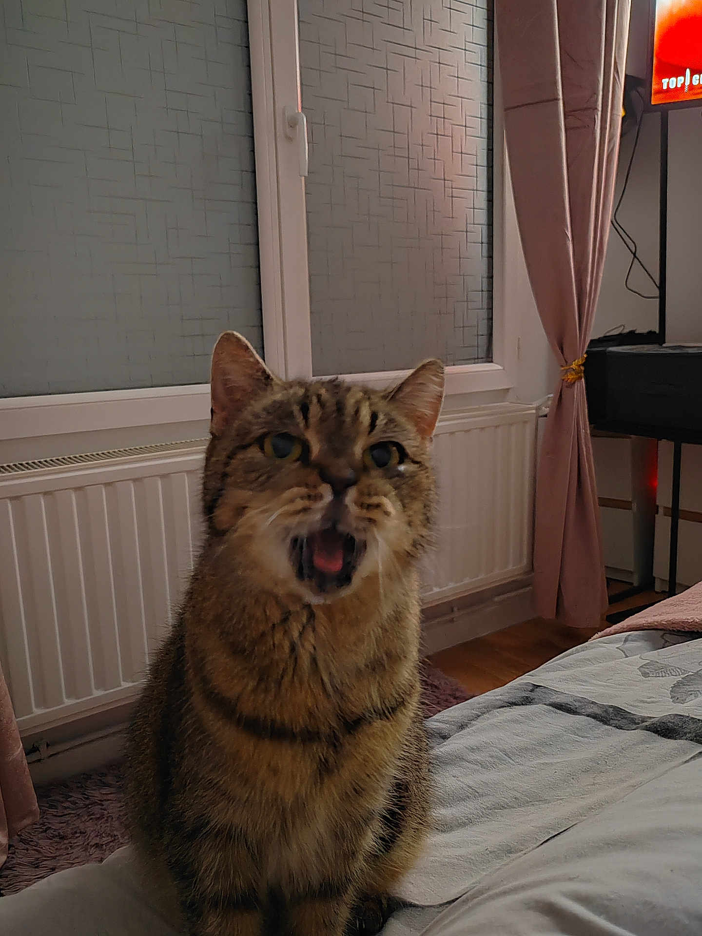 Maya a rejoint le concours — aidez-le/la à gagner de superbes lots ! cat, tabby_cat, pet, indoor, bed, curtain, window, radiator, fur, mouth_open, sitting, floor, bedroom, furniture, domestic_animal, animal, whiskers, ears, eyes, expression