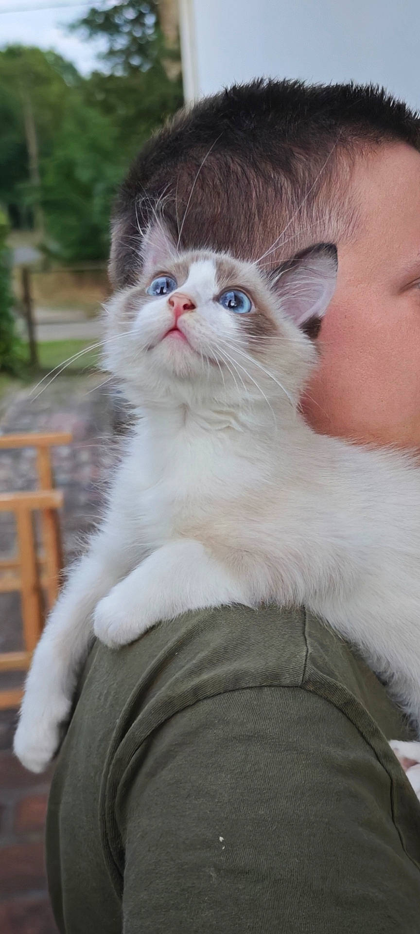 Hadès participe au concours pour gagner de l'argent avec cette photo : animal, blue_eyes, blurred_background, cat, closeup, companionship, curious, cute, domestic_cat, furry, green_shirt, holding, kitten, outdoor, person, pet, shoulder, soft_fur, whiskers, young_cat