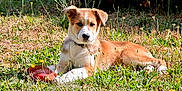 Buck participe au concours pour gagner de l'argent avec cette photo : puppy, dog, grass, toy, outdoor, sunlight, pet, animal, nature, greenery, laying_down, cute, young_dog, collar, summer, playful, garden, relaxed, fur, canine