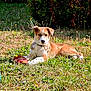 animal, canine, collar, cute, dog, fur, garden, grass, greenery, laying_down, nature, outdoor, pet, playful, puppy, relaxed, summer, sunlight, toy, young_dog