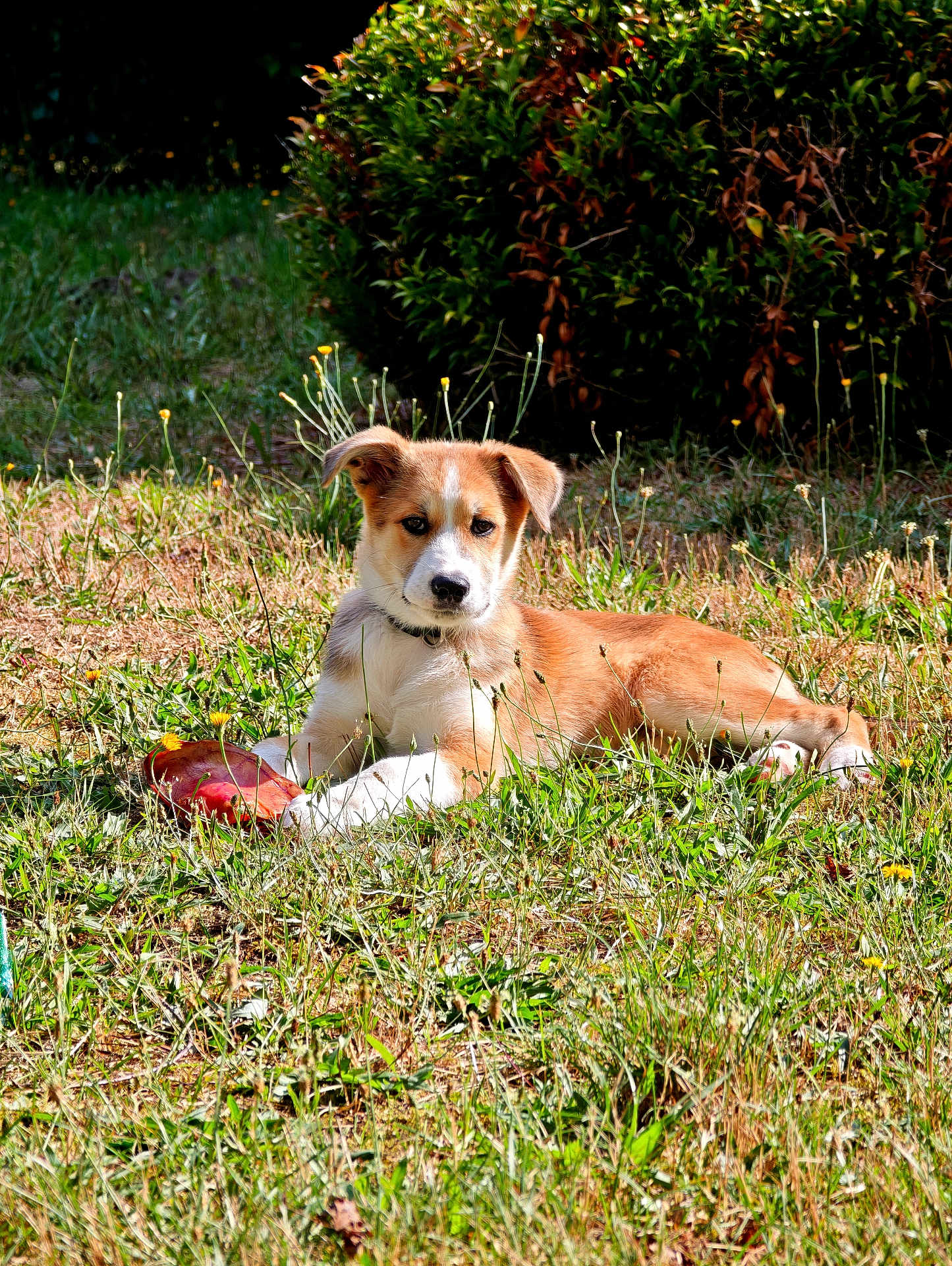 Buck participe au concours pour gagner de l'argent avec cette photo : puppy, dog, grass, toy, outdoor, sunlight, pet, animal, nature, greenery, laying_down, cute, young_dog, collar, summer, playful, garden, relaxed, fur, canine