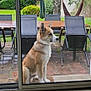 canine, chair, daytime, dog, fence, garden, glass_door, grass, hammock, house, nature, outdoor, patio, pavement, pet, resting, table, tree, waiting, window