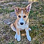 Buck participe au concours pour gagner de l'argent avec cette photo : puppy, dog, animal, outdoor, grass, ears, cute, pet, young, brown, white, sitting, nature, fur, adorable, eyes, canine, mammal, portrait, daylight