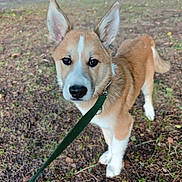 Buck participe au concours pour gagner de l'argent avec cette photo : animal, brown, canine, curious, daylight, dog, ears, forest, fur, ground, leash, nature, outdoor, path, pet, puppy, standing, trees, white, young