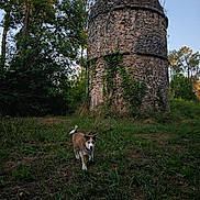 Buck a rejoint le concours — aidez-le/la à gagner de superbes lots ! puppy, dog, grass, tower, stone, ivy, forest, trees, nature, outdoor, animal, greenery, sunlight, blue_sky, young_dog, canine, walking, daytime, rural, curious