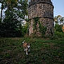 animal, blue_sky, canine, curious, daytime, dog, forest, grass, greenery, ivy, nature, outdoor, puppy, rural, stone, sunlight, tower, trees, walking, young_dog
