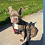 dog, puppy, french_bulldog, harness, leash, sidewalk, shadow, grass, fence, house, outdoor, sunny, blue_sky, pet, canine, small_dog, sitting, daylight, animal, portrait