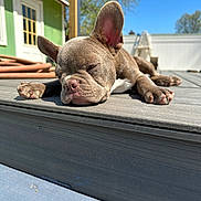 Stitch joined the competition — help win amazing prizes! dog, puppy, french_bulldog, sleeping, outdoor, deck, sunlight, wood, relaxed, animal, pet, ears, nose, paw, daylight, house, blue_sky, summer, resting, cute