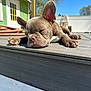 dog, puppy, french_bulldog, sleeping, outdoor, deck, sunlight, wood, relaxed, animal, pet, ears, nose, paw, daylight, house, blue_sky, summer, resting, cute