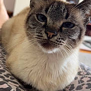 Mala joined the competition — help win amazing prizes! cat, siamese_cat, close_up, animal, pet, feline, whiskers, ears, fur, face, eyes, relaxed, indoor, blanket, pattern, leopard_print, soft_focus, home, cozy, resting