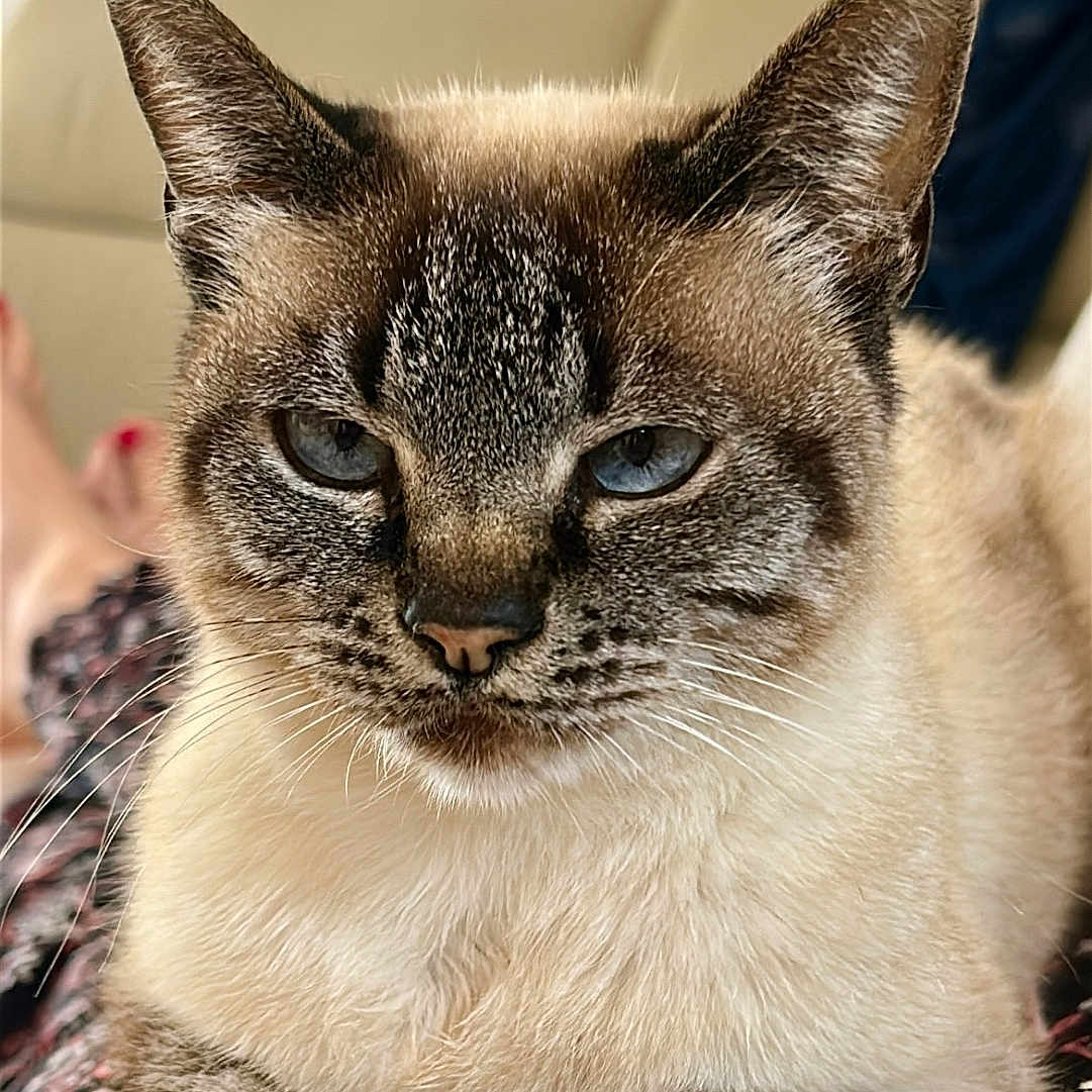 Mala joined the competition — help win amazing prizes! animal, blue_eyes, cat, close_up, cute, domestic_animal, ears, face, feline, fur, indoor, patterned_fabric, paws, pet, portrait, relaxed, resting, siamese_cat, soft_lighting, whiskers