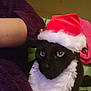 black_cat, cat, santa_hat, holiday, christmas, pet, animal, furry, costume, indoor, person, purple_sweater, close_up, cute, whiskers, fur, face, eyes, festive, cozy